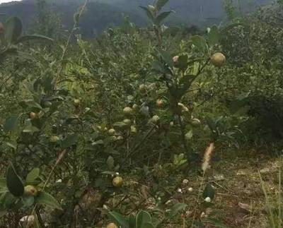 怀集油茶:肇庆市怀集县特产-怀集高山农产品种养专业合作社油茶_广东产地宝