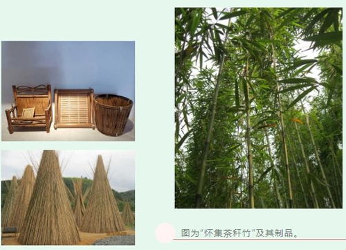 祝贺 怀集茶秆竹 获地理标志证明商标,实现 零 的突破